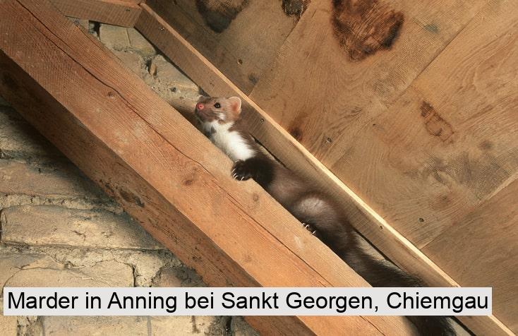 Marder in Anning bei Sankt Georgen, Chiemgau